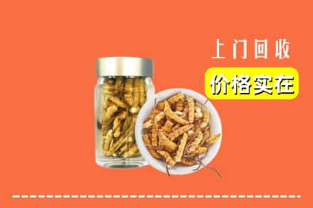 黄石阳新县回收散虫草