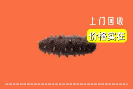 黄石阳新县回收海参