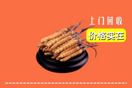 黄石阳新县回收冬虫夏草